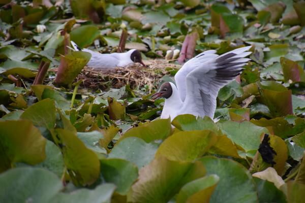 שחפיות, פטגוניה, צ'ילה